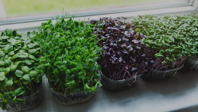 Fresh colorful microgreens