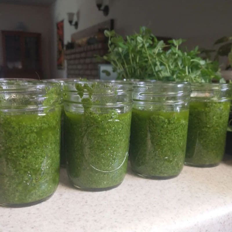 PeaSto pea shoot pesto jars