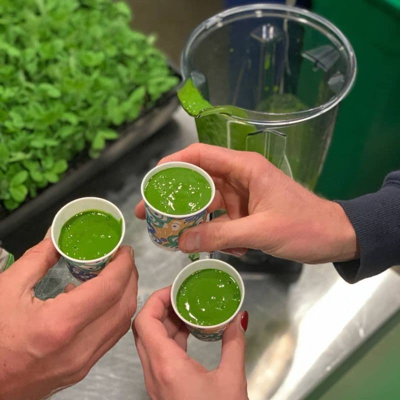 Fresh wheatgrass shots